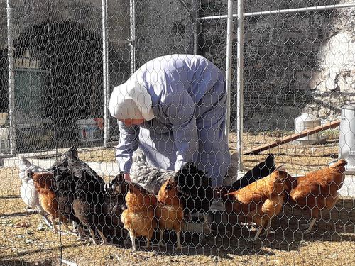 poules